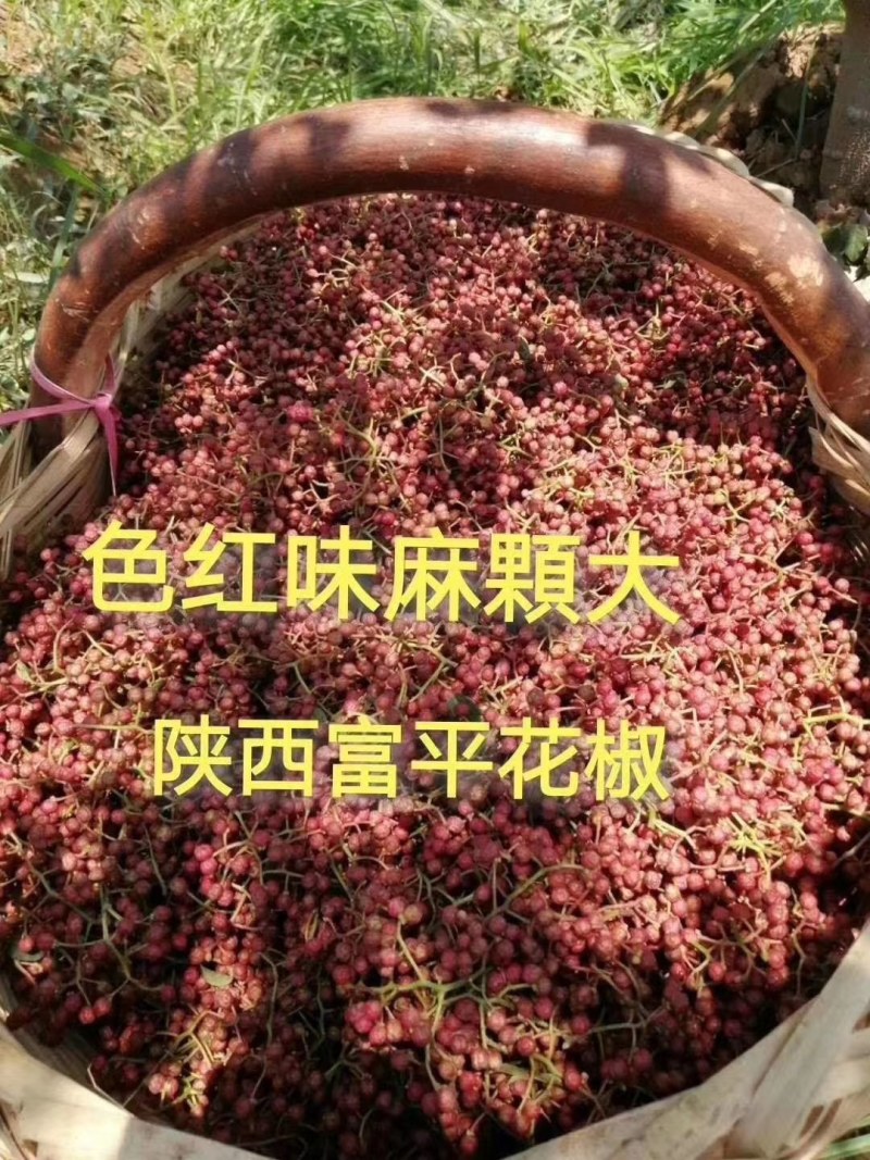 陕西富平大红袍花椒（齐椒梅花椒）丶
