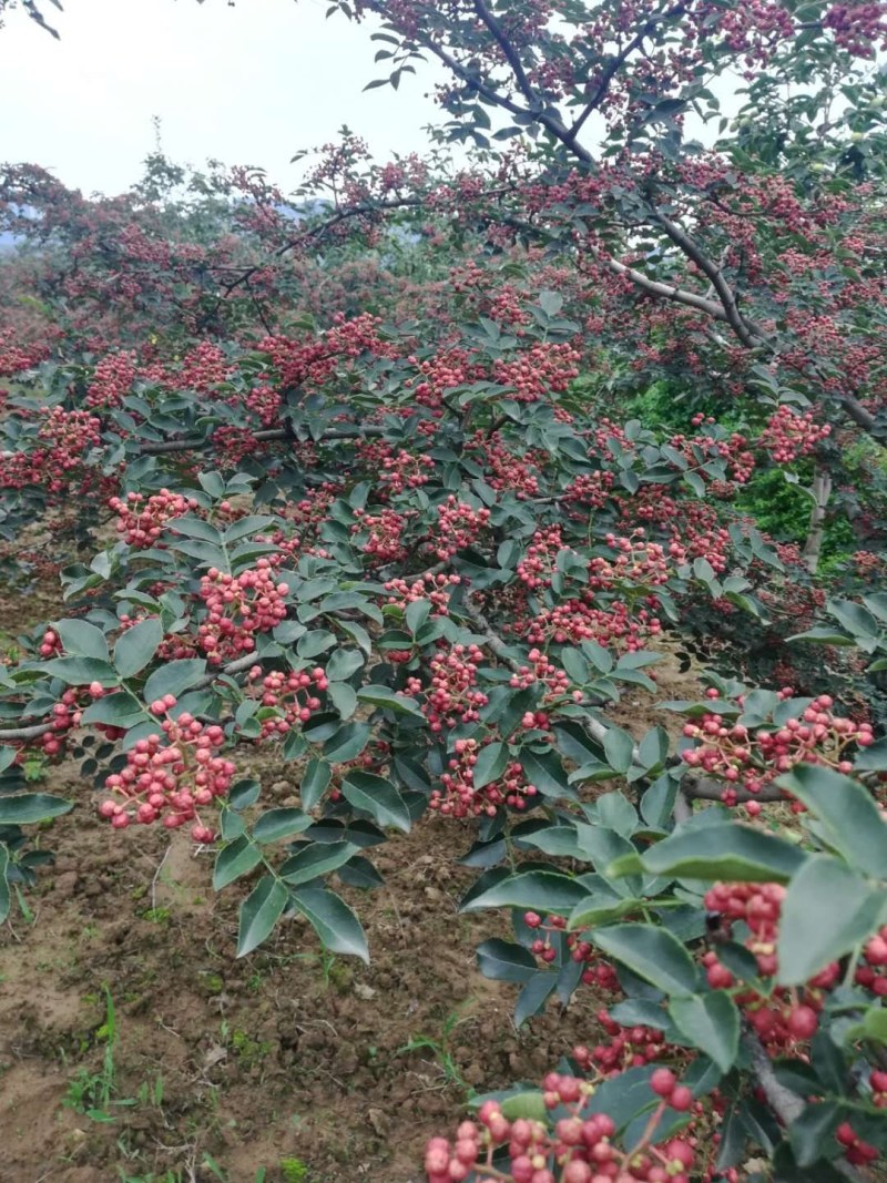 陕西富平大红袍花椒（齐椒梅花椒）丶