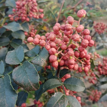 陕西富平大红袍花椒（齐椒梅花椒）丶