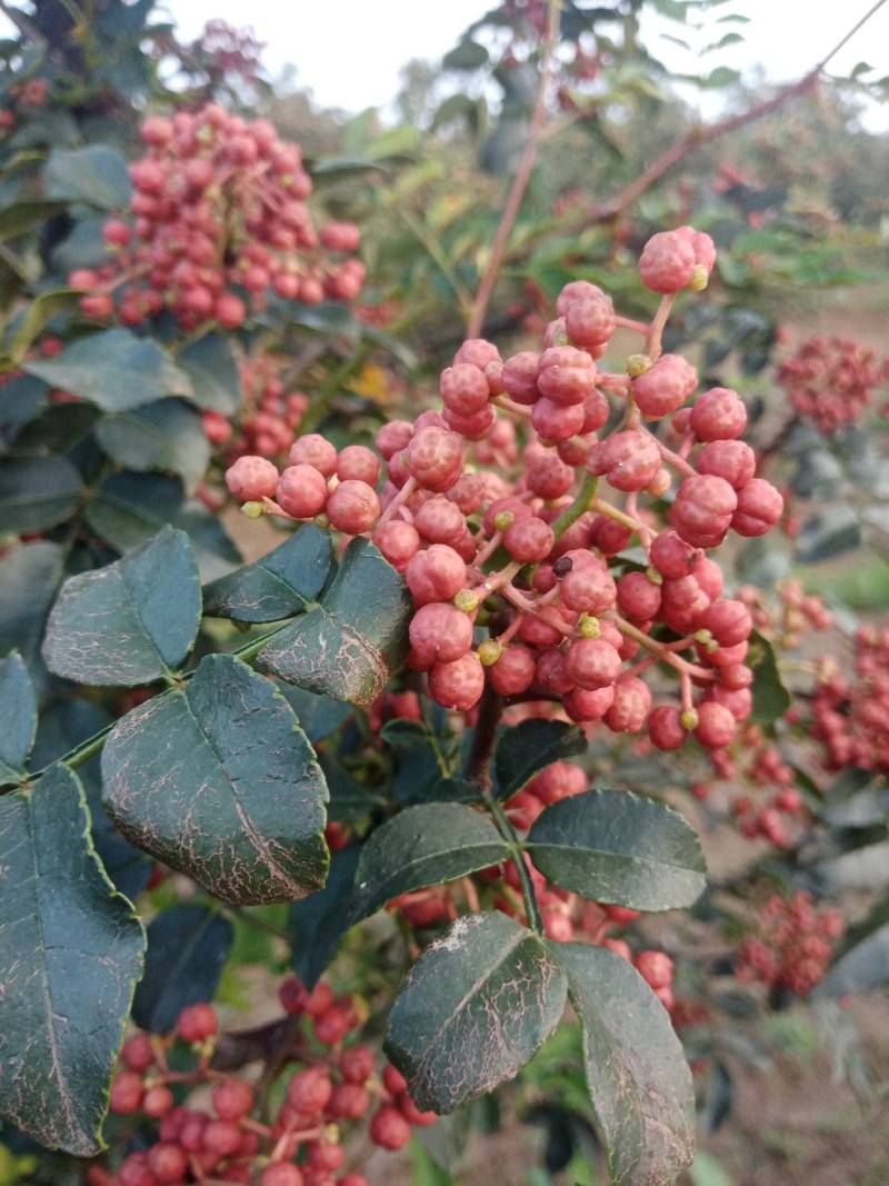 陕西富平大红袍花椒（齐椒梅花椒）丶