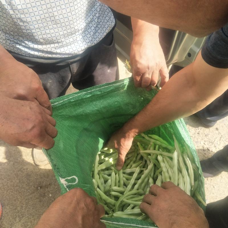 （赤峰豆角）赤峰露地蔬菜基地，小白条，大白条，无丝豆