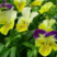 三色堇花种子四季易播室内阳台室外盆栽蝴蝶花猫品种