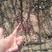 皂角树苗30~50cm当年种苗产刺量大
