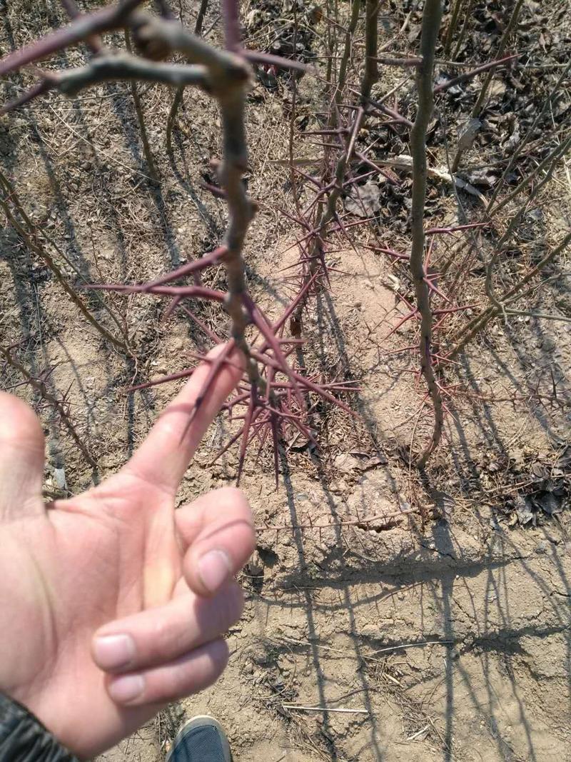 皂角树苗30~50cm当年种苗产刺量大