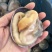 冷冻半壳天鹅蛋大蛤蜊贝类新鲜海产品烧烤海鲜水产蒜蓉半壳贝