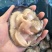 冷冻半壳天鹅蛋大蛤蜊贝类新鲜海产品烧烤海鲜水产蒜蓉半壳贝