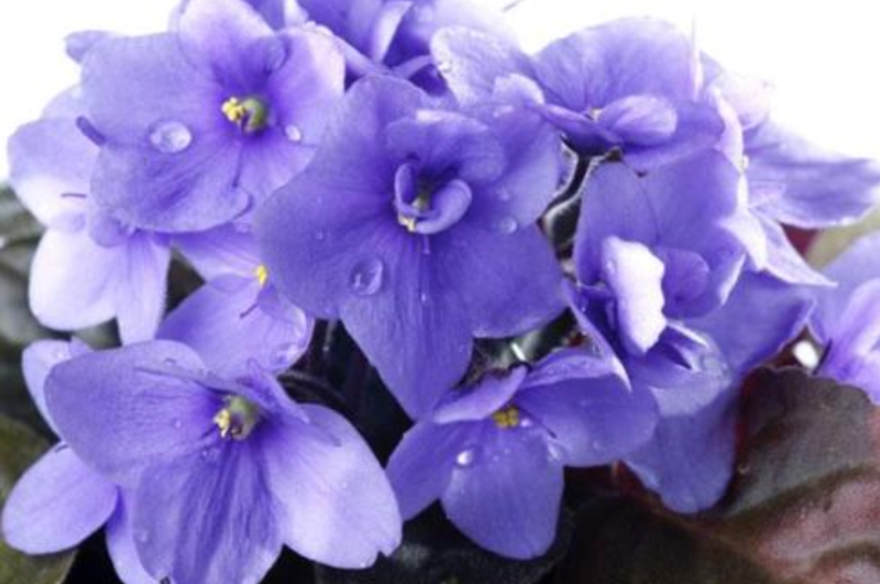 紫罗兰种子花卉绿化种子庭院公园均可种植