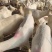 美国白山羊肉质鲜嫩物美价廉可以线上交易安全有保障