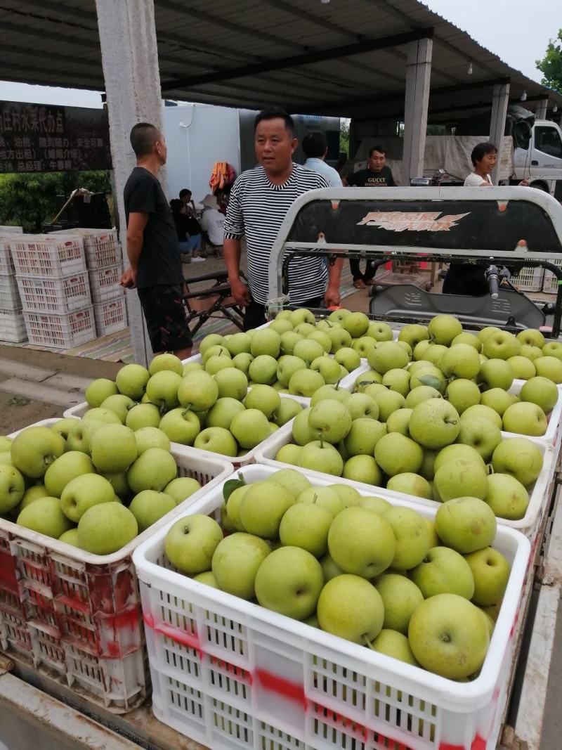 虞城虞北万亩梨园黄河故道果树种植基地