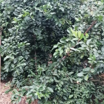 广西土柠檬，表皮光滑，青果
