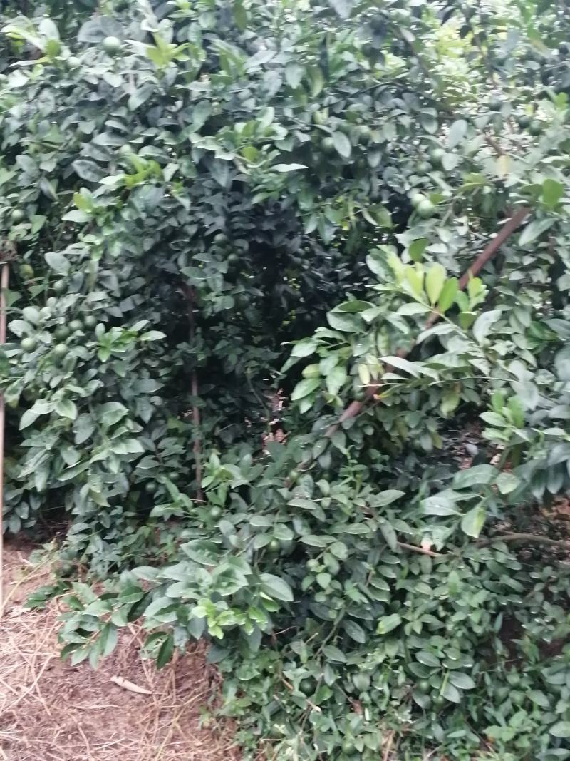 广西土柠檬，表皮光滑，青果
