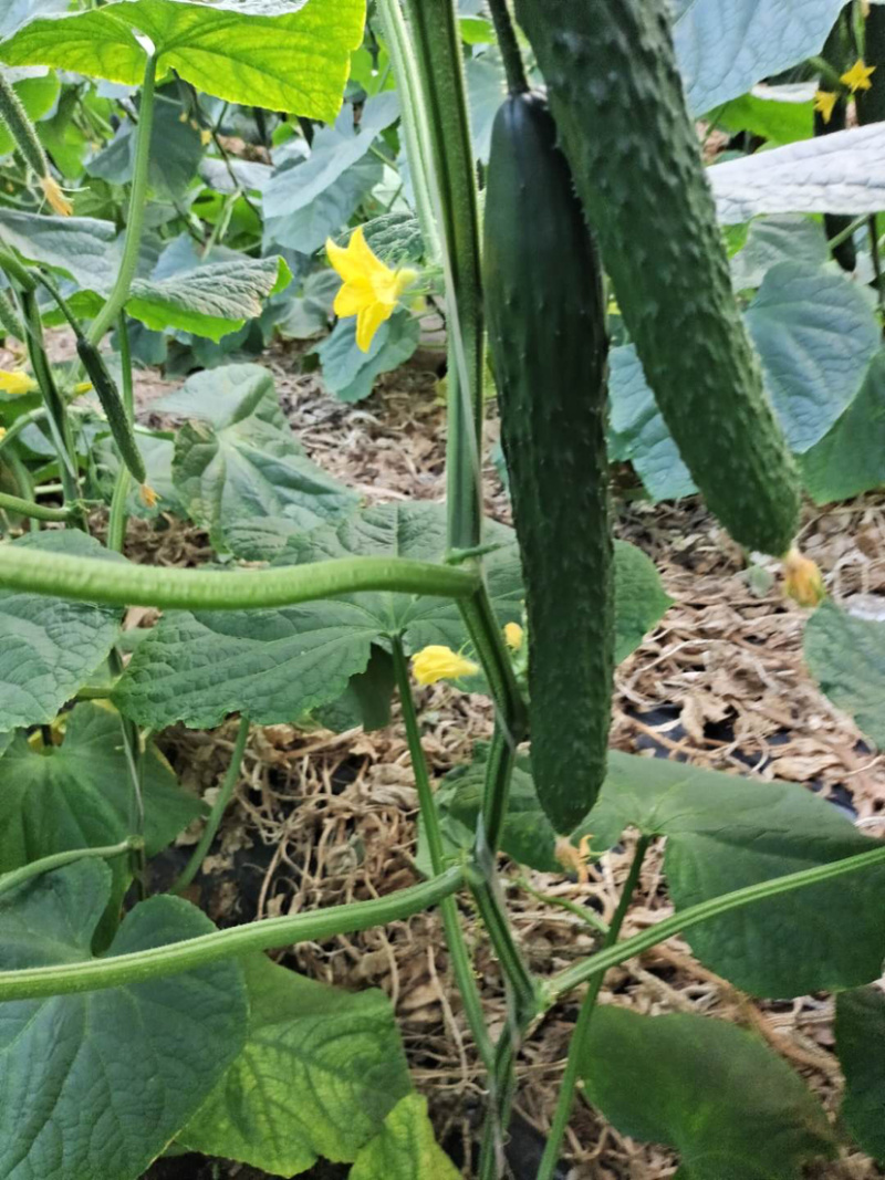 ［基地直供］莘县顶花密刺黄瓜价格实惠质量优合作的朋友都说好