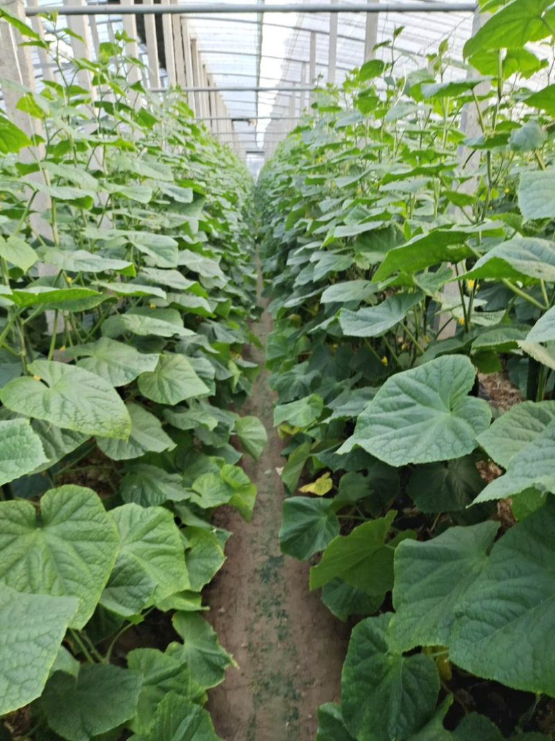 ［基地直供］莘县顶花密刺黄瓜价格实惠质量优合作的朋友都说好