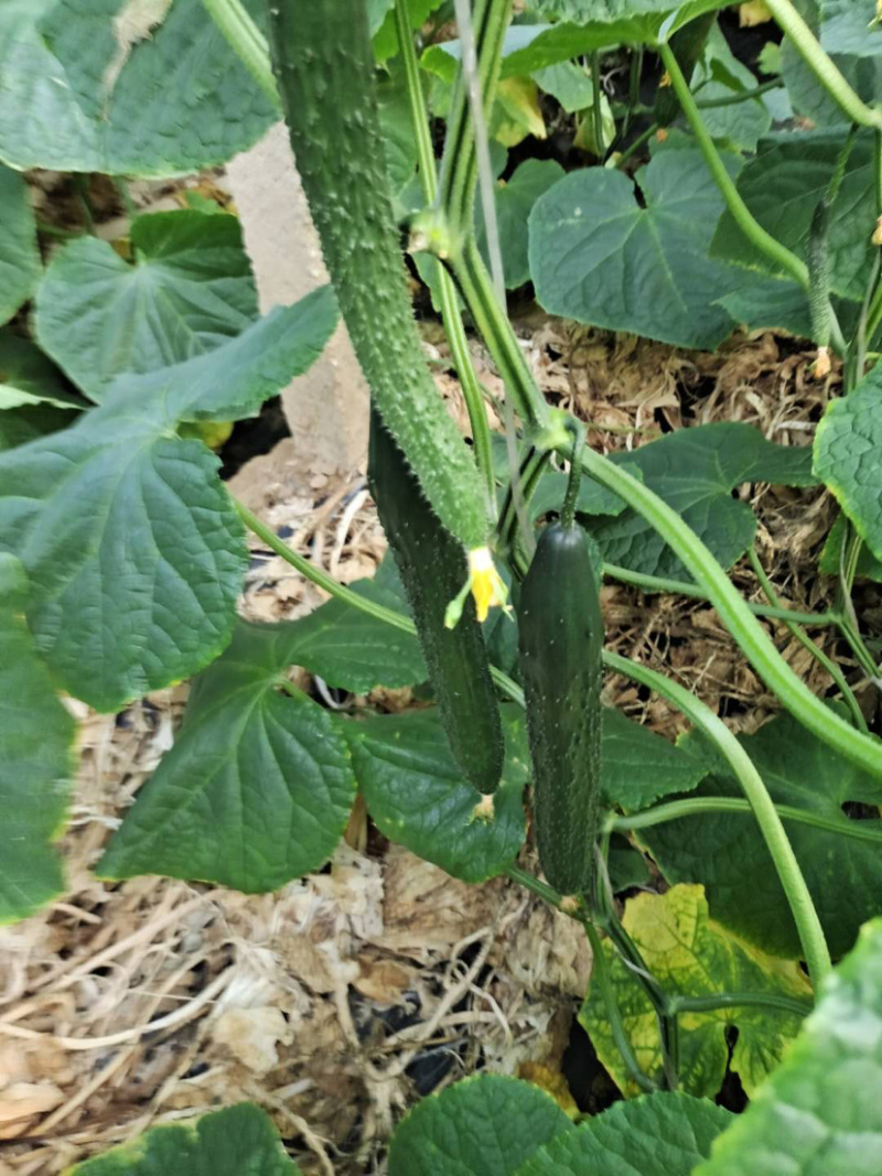 ［量大价美］山东聊城油绿密刺黄瓜干花带刺