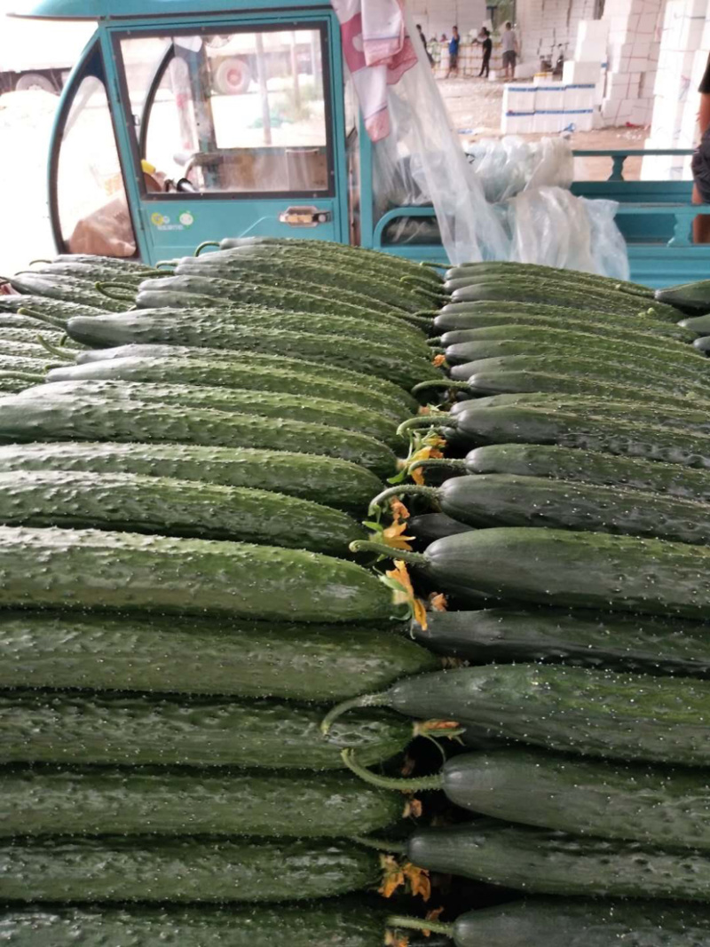 ［量大价美］山东聊城油绿密刺黄瓜干花带刺