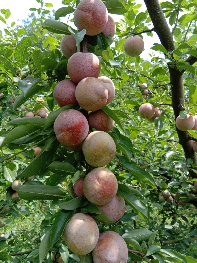 芙蓉李子，口感甜，皮粉肉红，颜色漂亮