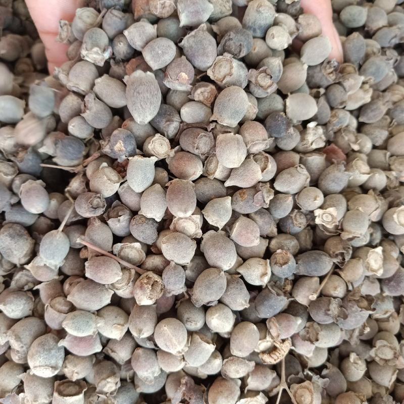 稔子药材大量货源批发欢迎选购