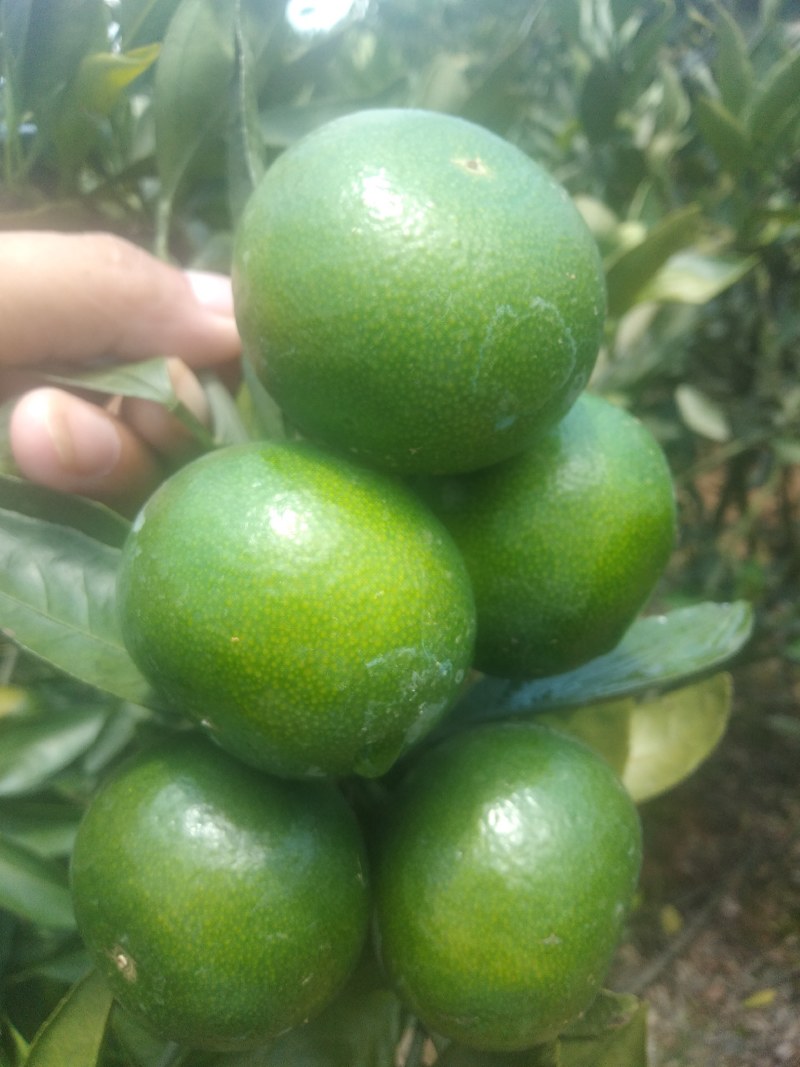 早熟柑大量上市，量大价优