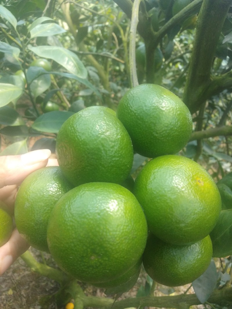 早熟柑大量上市，量大价优