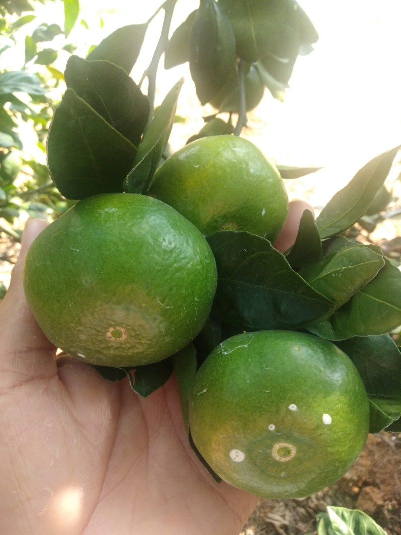 早熟柑大量上市，量大价优