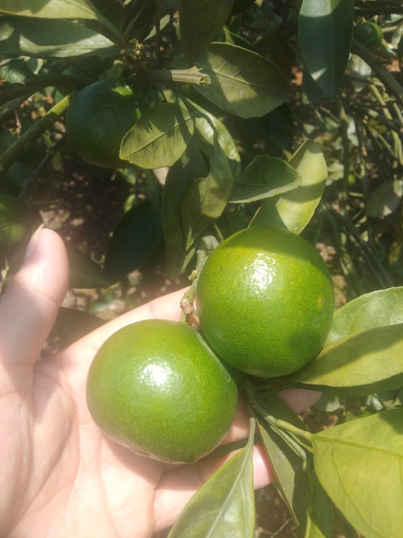 早熟柑大量上市，量大价优
