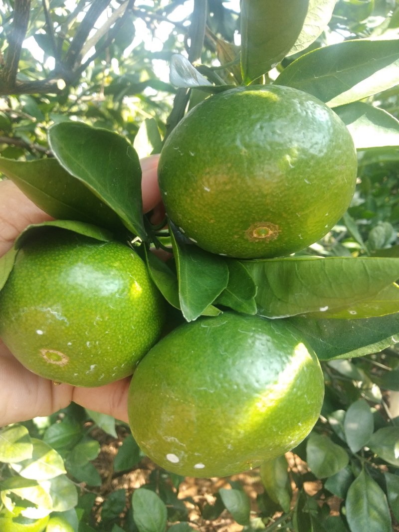 早熟柑大量上市，量大价优