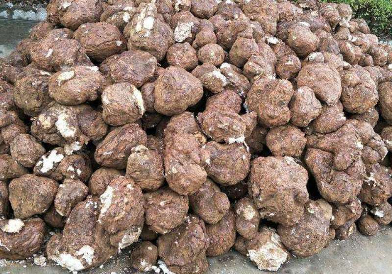 优质高产【茯苓菌种】栽培种产地大量现货常年供应
