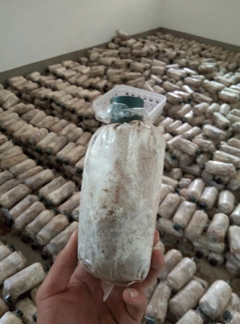 优质高产【茯苓菌种】栽培种产地大量现货常年供应