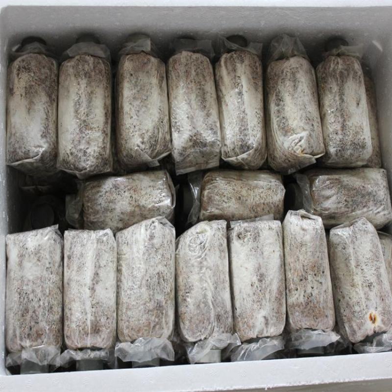 优质高产【茯苓菌种】栽培种产地大量现货常年供应