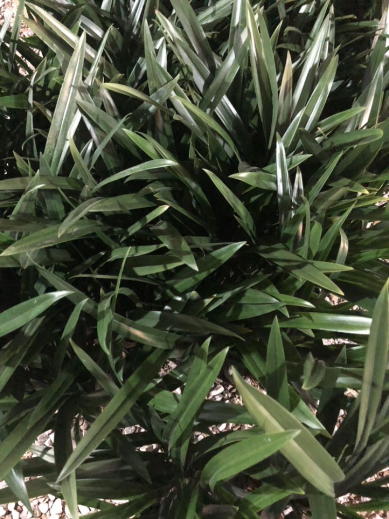 墨兰（企黑）大量上市，特级