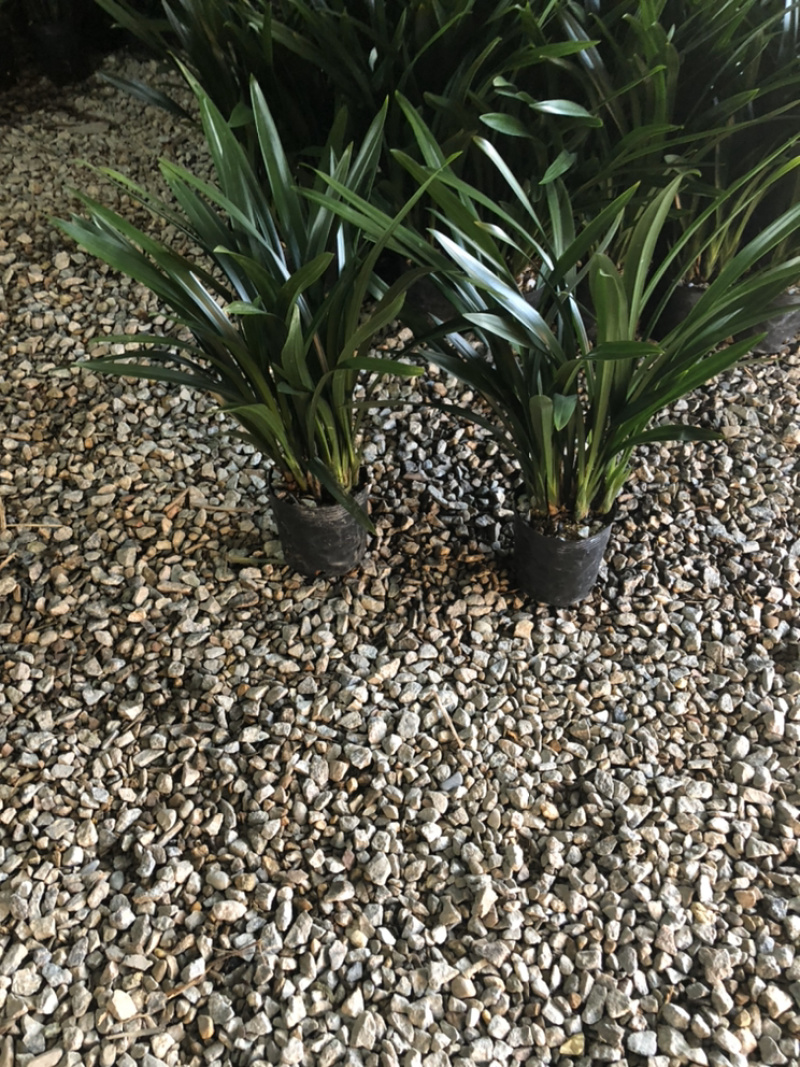 墨兰（企黑）大量上市，特级
