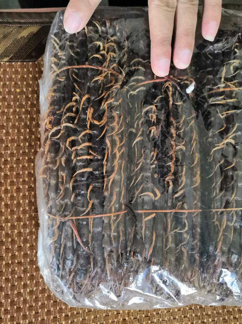 蜈蚣干药引现货出售！