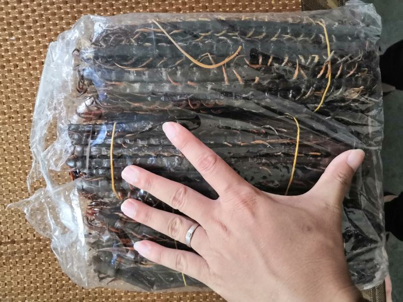 蜈蚣干药引现货出售！
