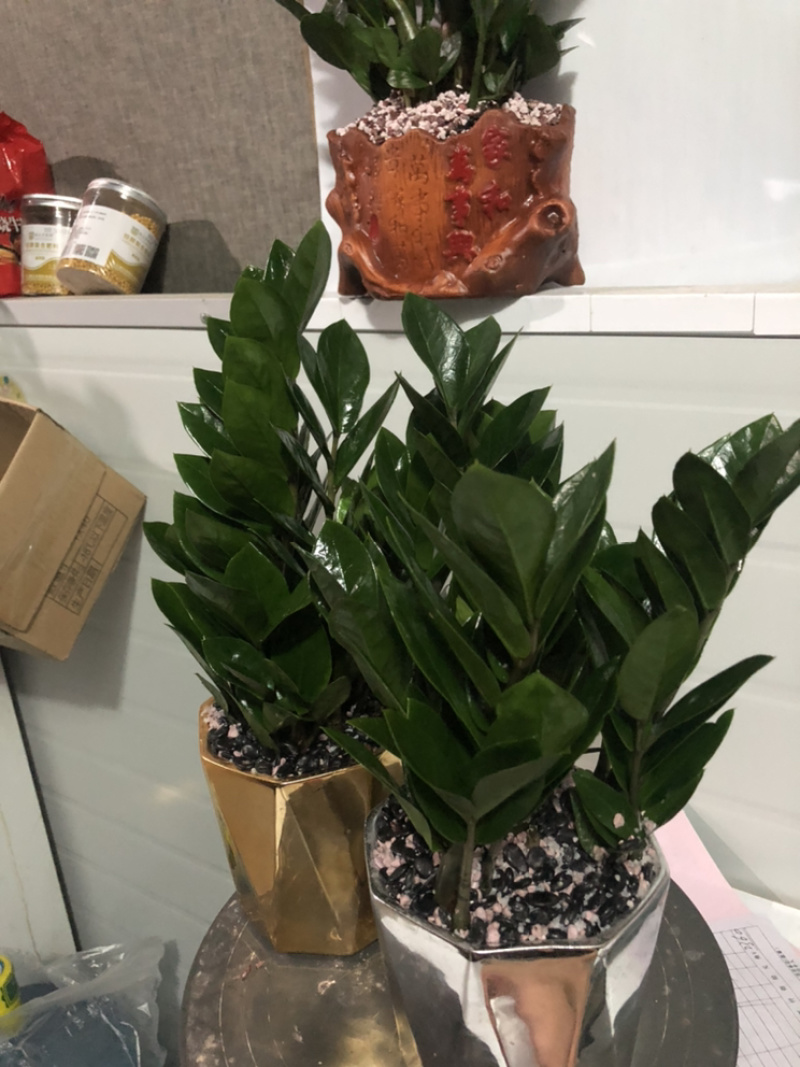 金银色金钱树，特级，好好先生园艺