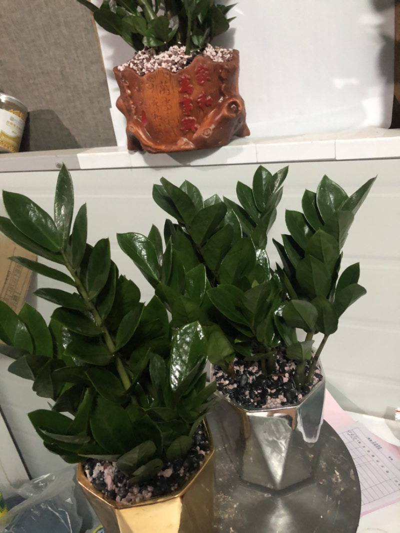 金银色金钱树，特级，好好先生园艺