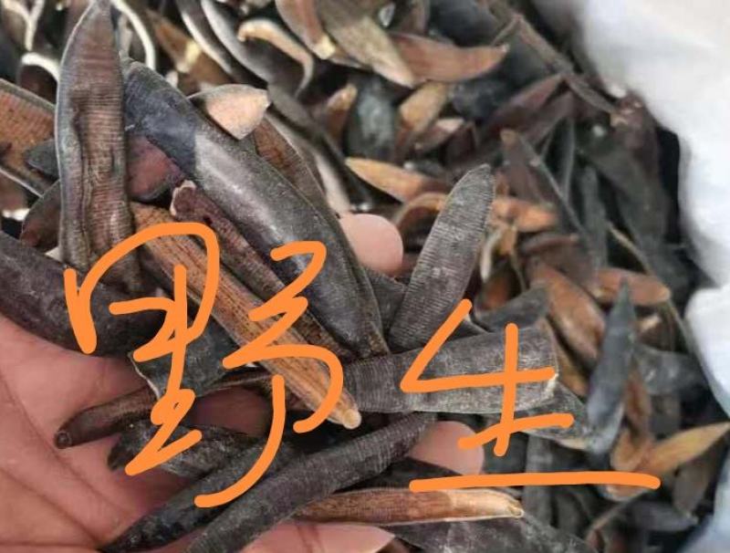 水蛭药用野生型地道