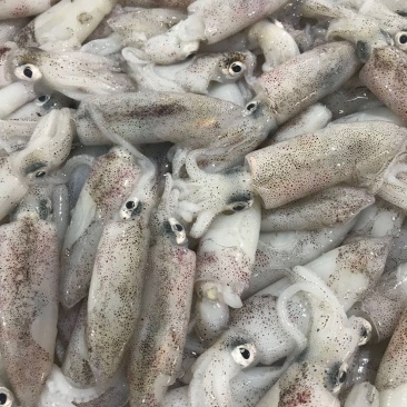 冰鲜鱿鱼北海海鲜鱿鱼墨鱼乌贼水产冷冻批发