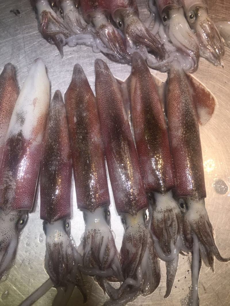 冰鲜鱿鱼北海海鲜鱿鱼墨鱼乌贼水产冷冻批发