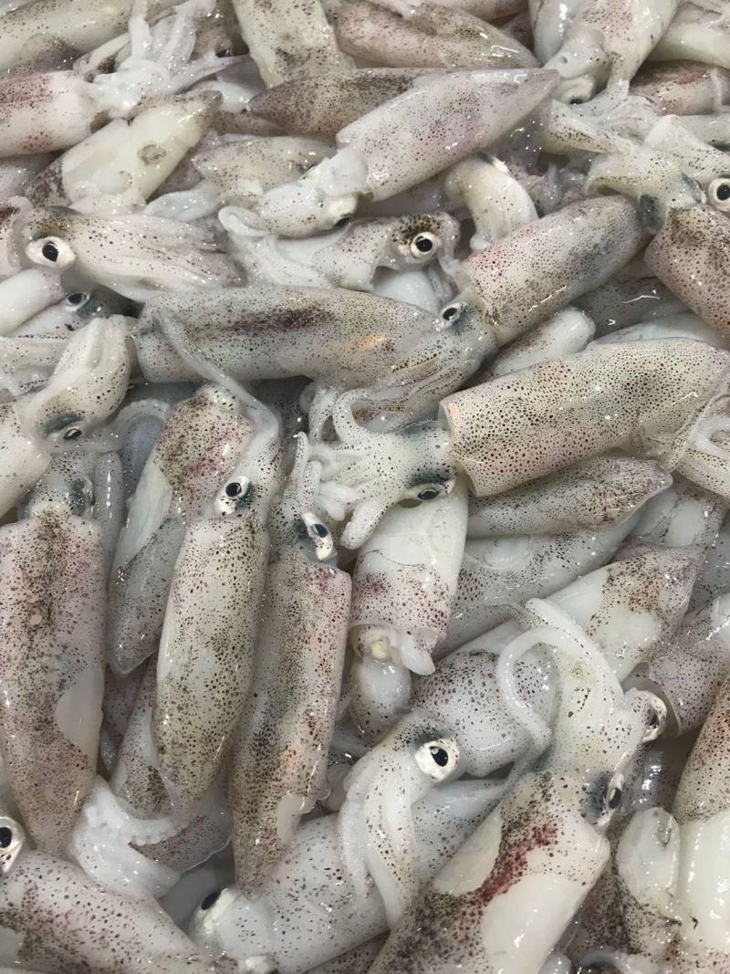 冰鲜鱿鱼北海海鲜鱿鱼墨鱼乌贼水产冷冻批发