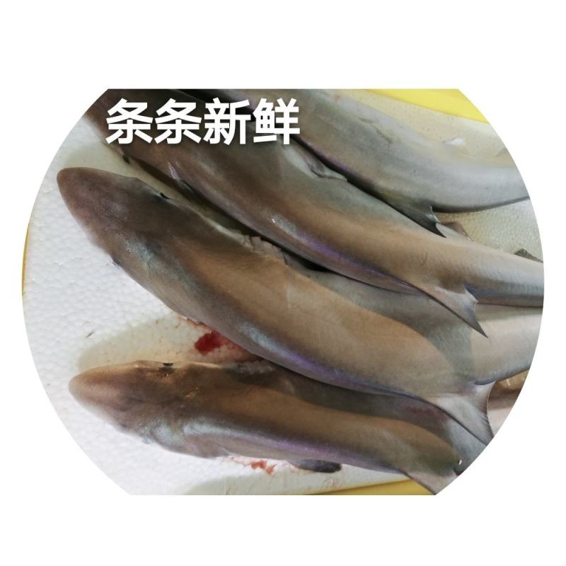 北海小鲨鱼冷冻餐厅特色菜食用小白鲨新鲜海鲜海鱼批发