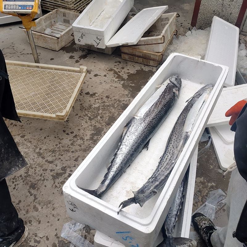 北海本地马鲛鱼鲅鱼批发新鲜海鱼可帮切片【拍前联系我】