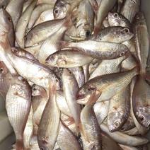 红衫鱼新鲜红三鱼金丝鱼金线鱼海鱼海鲜水产批发北海