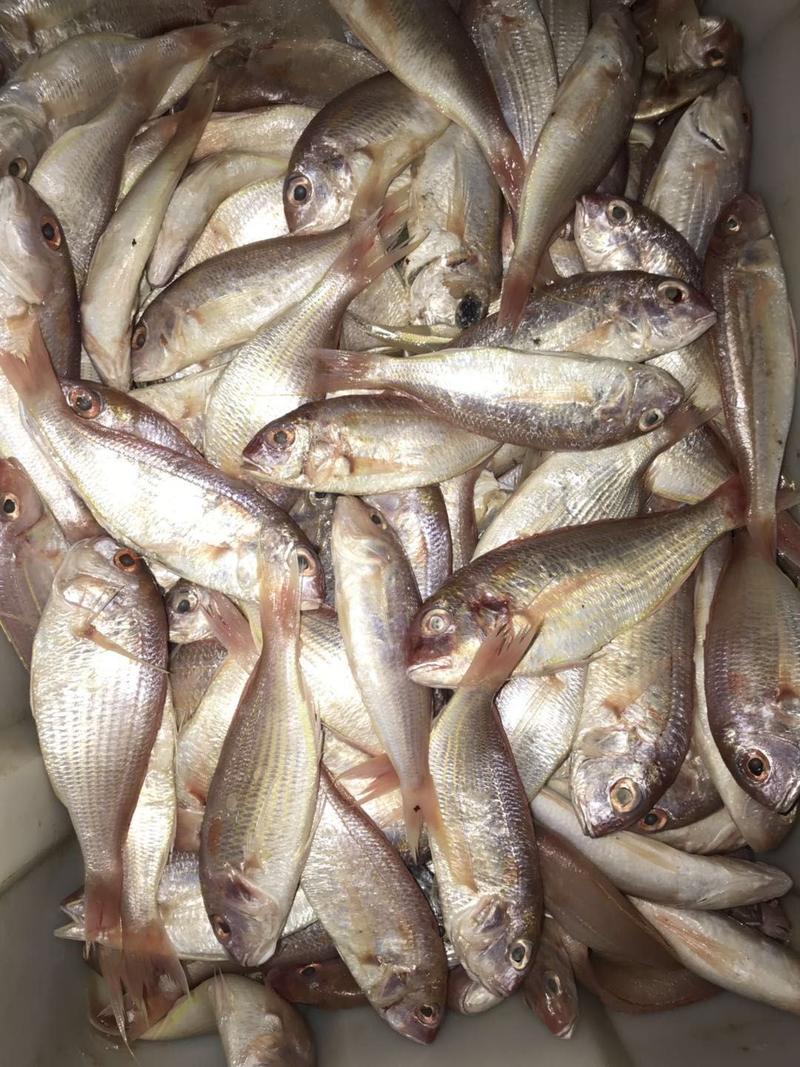 红衫鱼新鲜红三鱼金丝鱼金线鱼海鱼海鲜水产批发北海