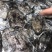 新鲜北海小墨鱼墨鱼仔冰鲜鱿鱼乌贼批发北海大墨鱼
