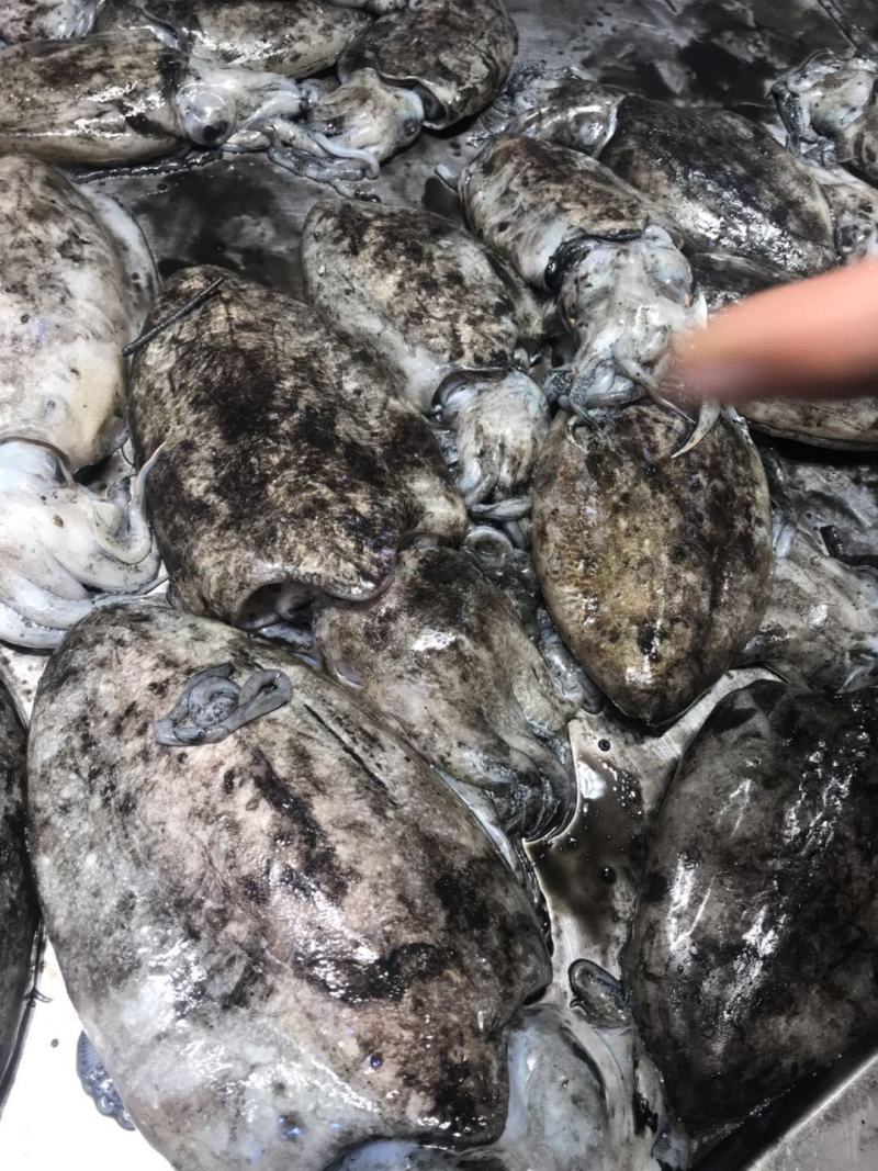 新鲜北海小墨鱼墨鱼仔冰鲜鱿鱼乌贼批发北海大墨鱼