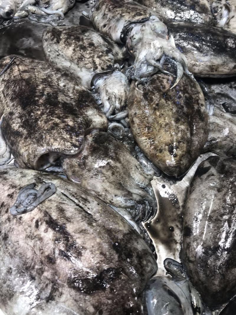 新鲜北海小墨鱼墨鱼仔冰鲜鱿鱼乌贼批发北海大墨鱼
