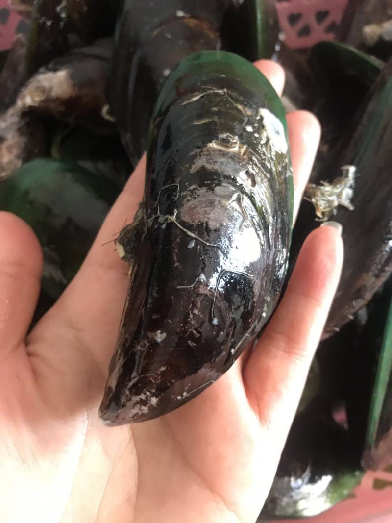 新鲜北海小墨鱼墨鱼仔冰鲜鱿鱼乌贼批发北海大墨鱼