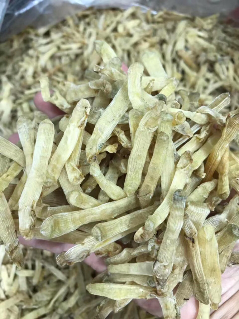 北海沙虫干足干1斤起批