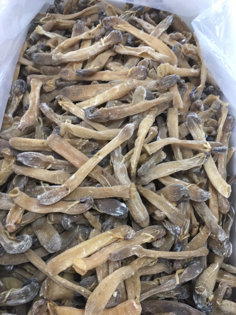 沙虫干进口大沙虫漂亮货