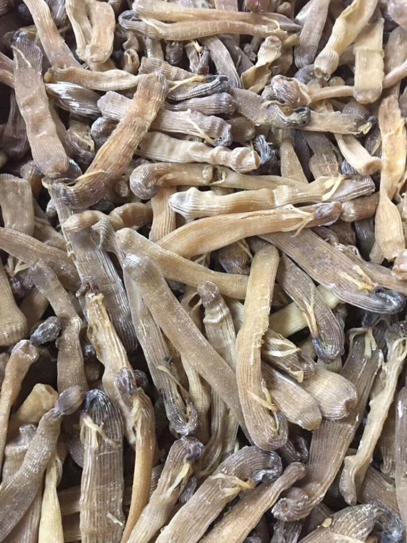 沙虫干进口大沙虫漂亮货